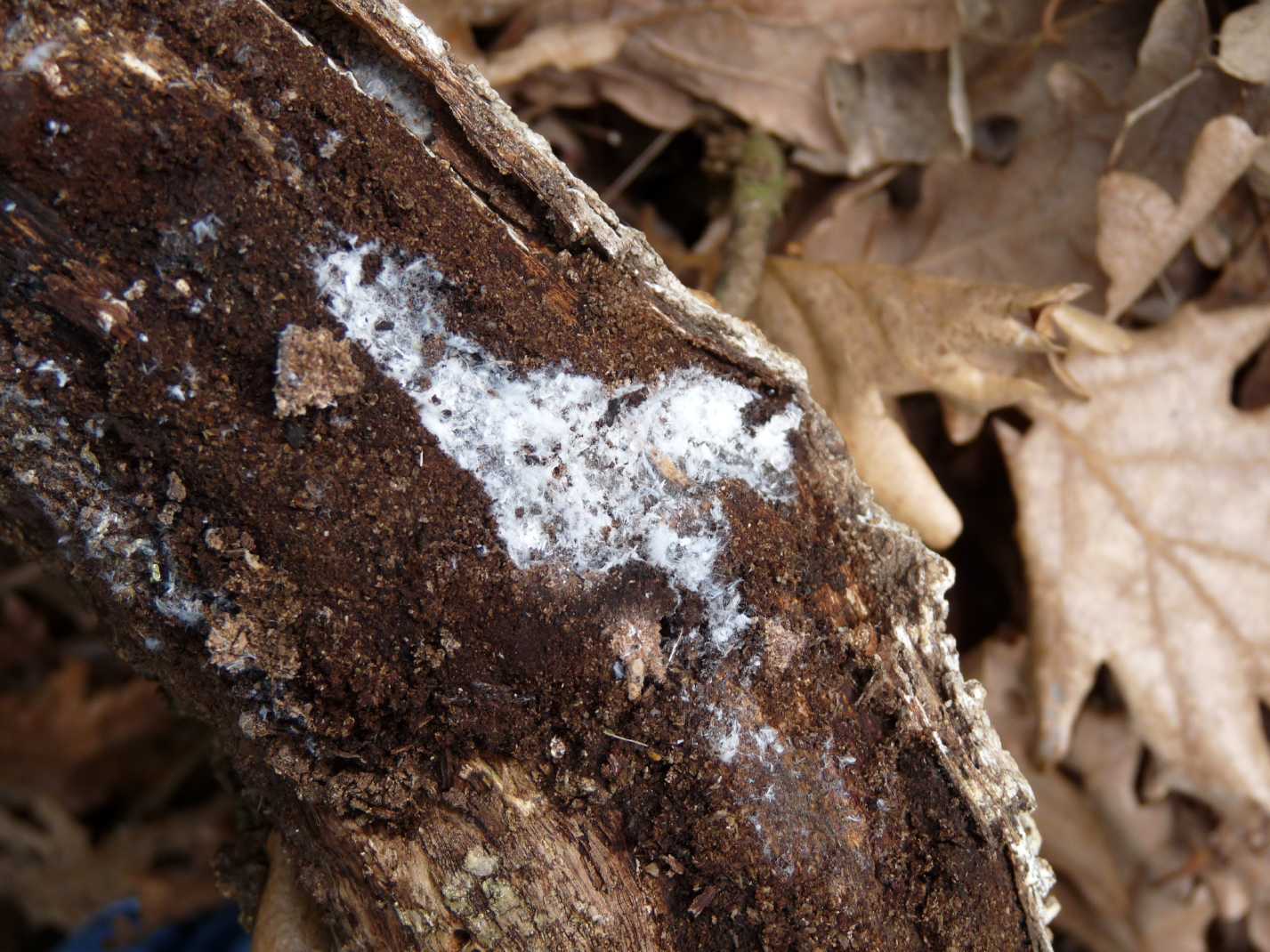 altre ninfe..Famiglia Achilidae, Cixidia sp. dalla Campania